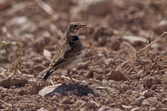 Kalanderlerche, Melanocorypha calandra (1)