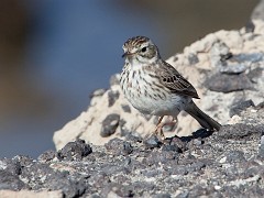 Kanarenpieper, Anthus berthelotii (1)