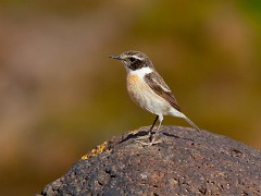 Kanarenschmätzer, Saxicola dacotiae (1)