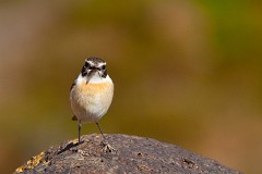 Kanarenschmätzer, Saxicola dacotiae (2)