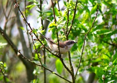 Klappergrasmücke, Sylvia curruca (1)