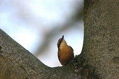 Kleiber, Sitta europaea (1)