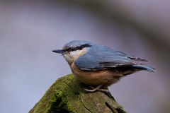 Kleiber, Sitta europaea (2)