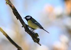 Kohlmeise, Parus major (2)
