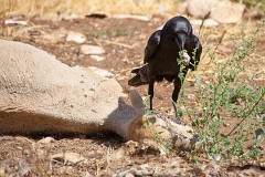 Kolkrabe, Corvus corax (1)