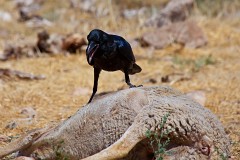 Kolkrabe, Corvus corax (3)