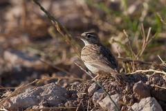 Kurzzehenlerche, Calandrella brachydactyla (1)