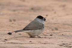 Mönchsgrasmücke, Sylvia atricapilla (1)