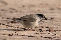 Mönchsgrasmücke, Sylvia atricapilla (2)