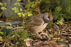 Mönchsgrasmücke, Sylvia atricapilla (3)