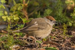 Mönchsgrasmücke, Sylvia atricapilla (4)