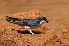 Mehlschwalbe, Delichon urbicum (1)