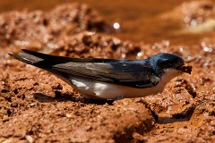 Mehlschwalbe, Delichon urbicum (2)