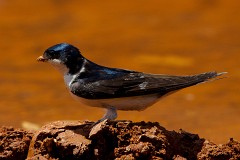 Mehlschwalbe, Delichon urbicum (3)