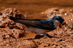 Mehlschwalbe, Delichon urbicum (4)