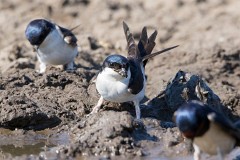 Mehlschwalbe, Delichon urbicum (5)
