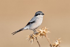 Mittelmeer-Raubwürger, Lanius meridionalis (1)