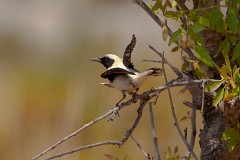 Mittelmeer-Steinschmätzer, Oenanthe hispanica (1)