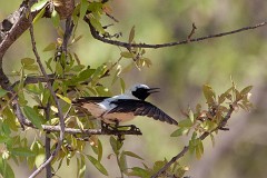 Mittelmeer-Steinschmätzer, Oenanthe hispanica (2)