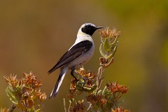 Mittelmeer-Steinschmätzer, Oenanthe hispanica (3)
