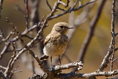 Mittelmeer-Steinschmätzer, Oenanthe hispanica (4)