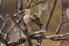 Mittelmeer-Steinschmätzer, Oenanthe hispanica (5)
