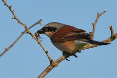 Neuntöter, Lanius collurio (1)
