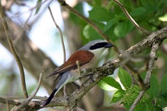 Neuntöter, Lanius collurio (10)