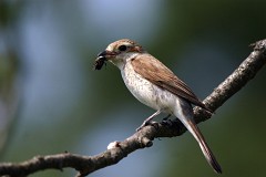 Neuntöter, Lanius collurio (11)