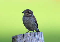 Neuntöter, Lanius collurio (12)