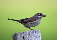 Neuntöter, Lanius collurio (13)