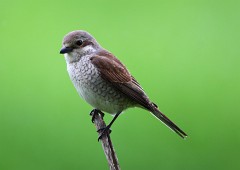 Neuntöter, Lanius collurio (14)