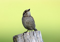 Neuntöter, Lanius collurio (15)