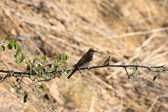 Neuntöter, Lanius collurio (16)