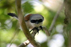 Neuntöter, Lanius collurio (2)