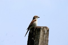 Neuntöter, Lanius collurio (3)