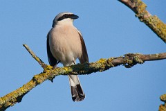 Neuntöter, Lanius collurio (4)