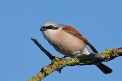 Neuntöter, Lanius collurio (5)