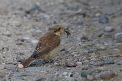 Neuntöter, Lanius collurio (6)