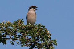 Neuntöter, Lanius collurio (7)