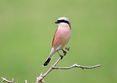 Neuntöter, Lanius collurio (8)