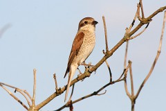 Neuntöter, Lanius collurio (9)