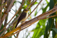 Orpheusspötter, Hippolais polyglotta