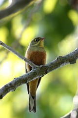 Ortolan, Emberiza hortulana (1)
