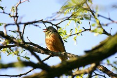 Ortolan, Emberiza hortulana (2)