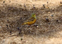 Ortolan, Emberiza hortulana (3)