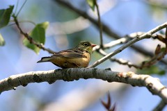 Ortolan, Emberiza hortulana (4)