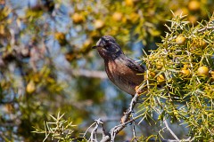 Provencegrasmücke, Sylvia undata (1)