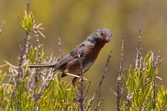 Provencegrasmücke, Sylvia undata (2)