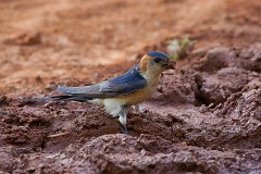 Rötelschwalbe, Cecropis daurica (1)